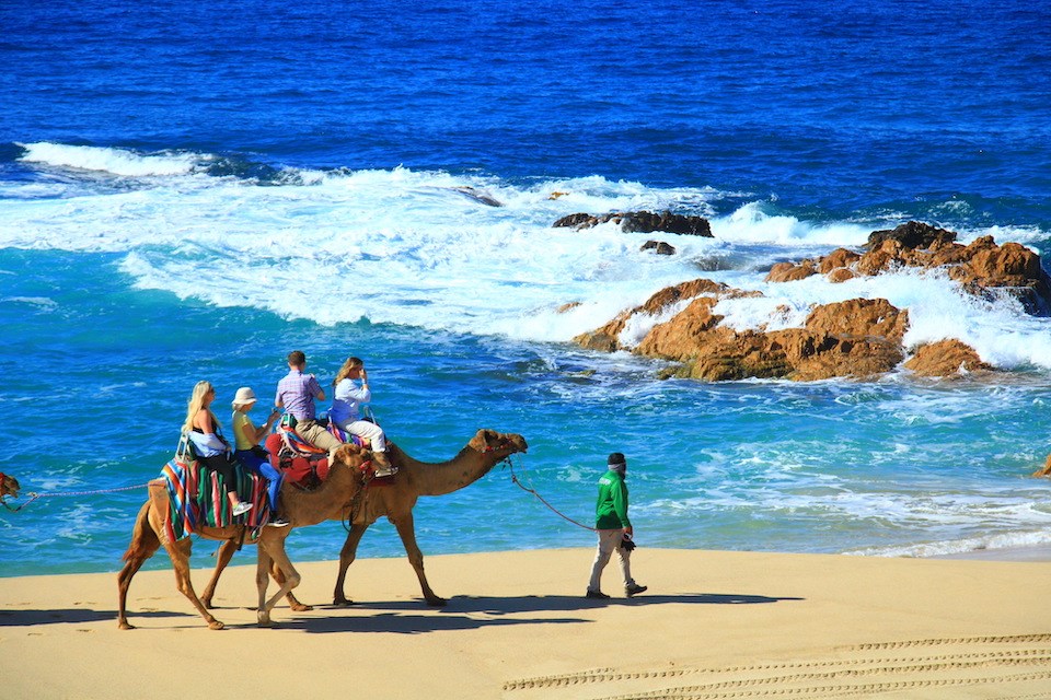 cabo-camels