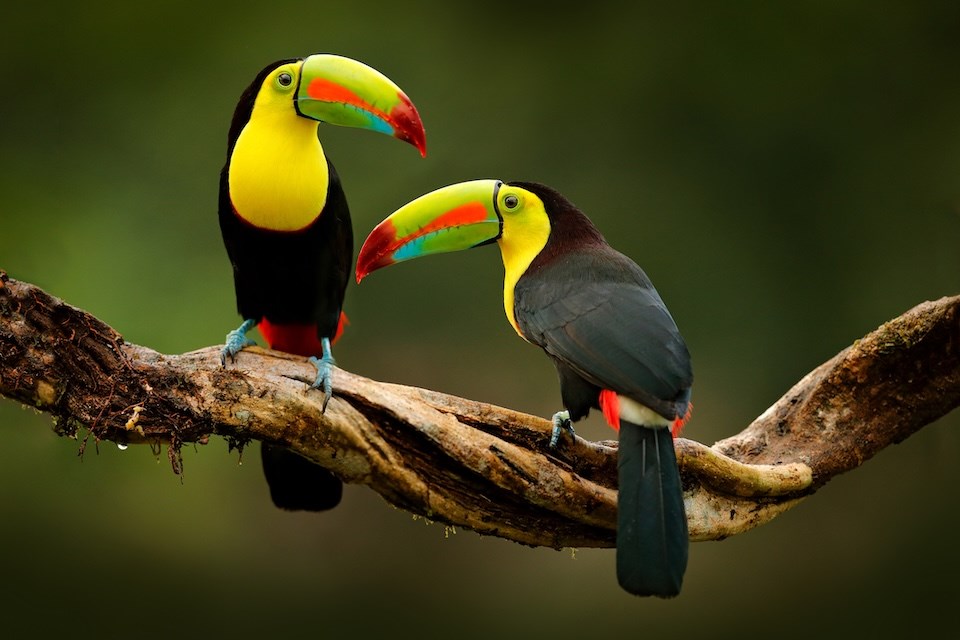 This cruise itinerary includes a full transit of the Panama Canal, stopping along the California coast and in Costa Rica before it ends in Fort Lauderdale, Florida.