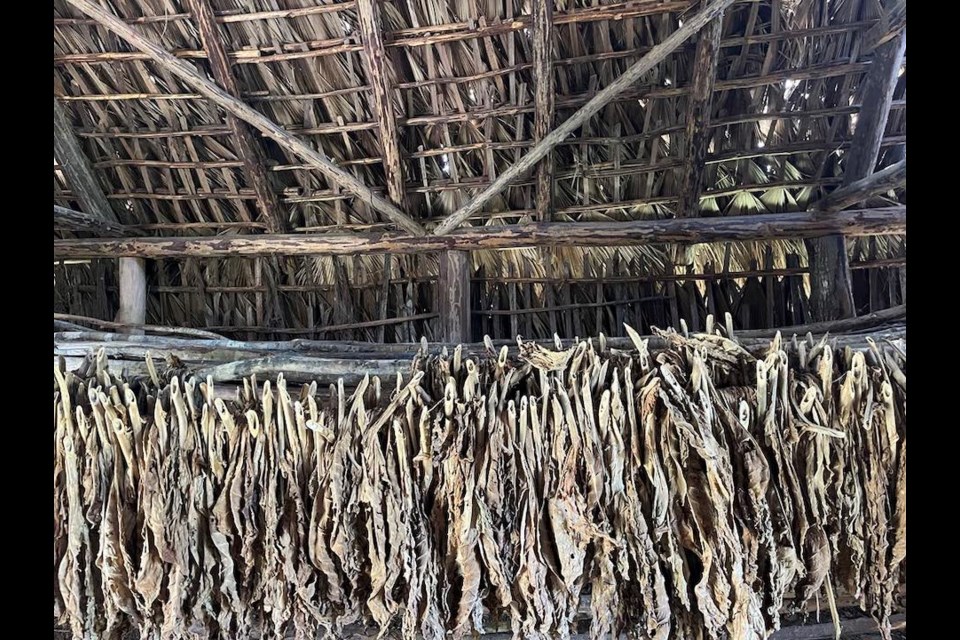 Tobacco drying house in the Pinar del Río province.