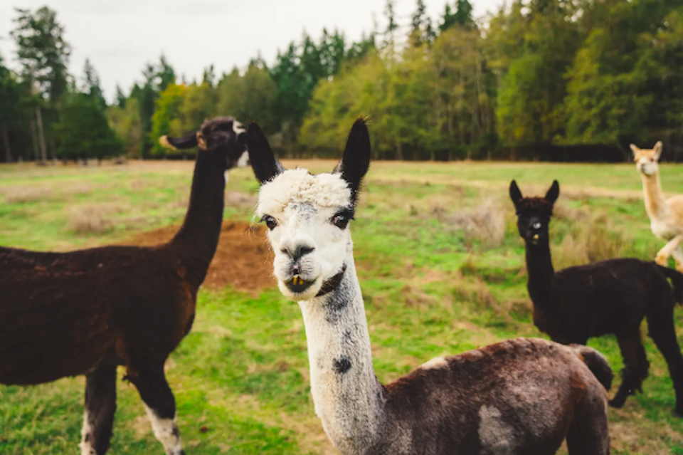 BC camping: You can camp with a herd of friendly alpacas