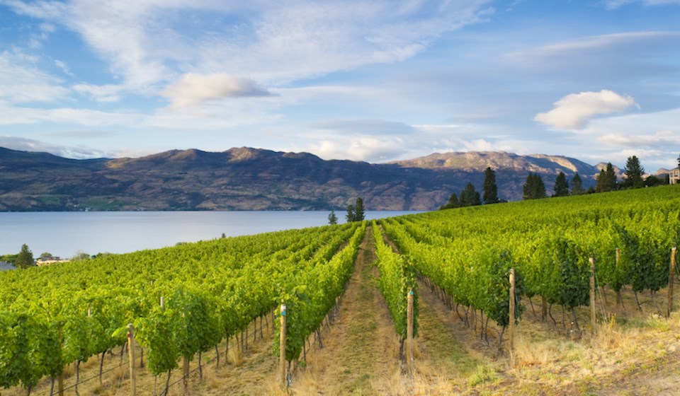 kelowna-vineyard-water