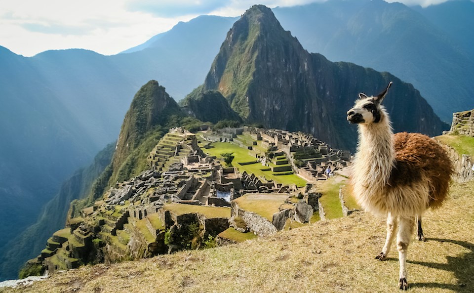 lama-machu-picchu-travel-peru