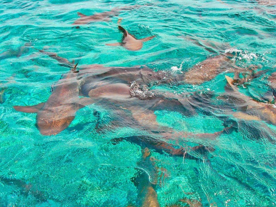 shark-ray-alley
