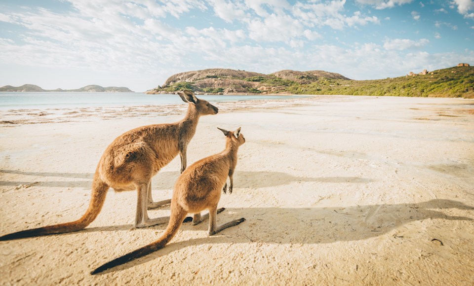 two-kangaroos-australia-beach