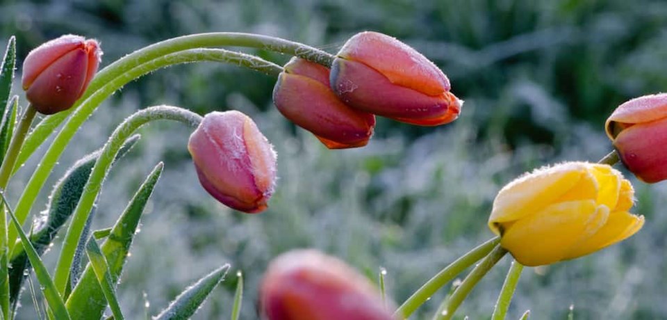 tulips-frosted