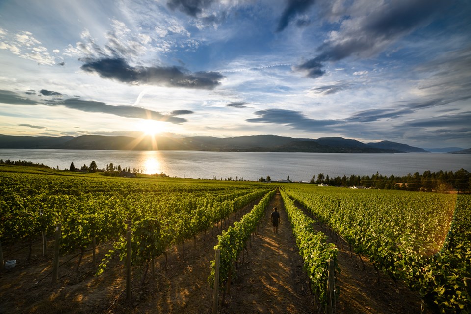 vineyard-destination-bc