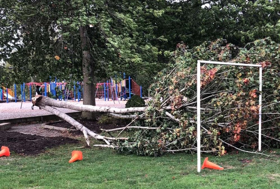 abbotsford-tree-down