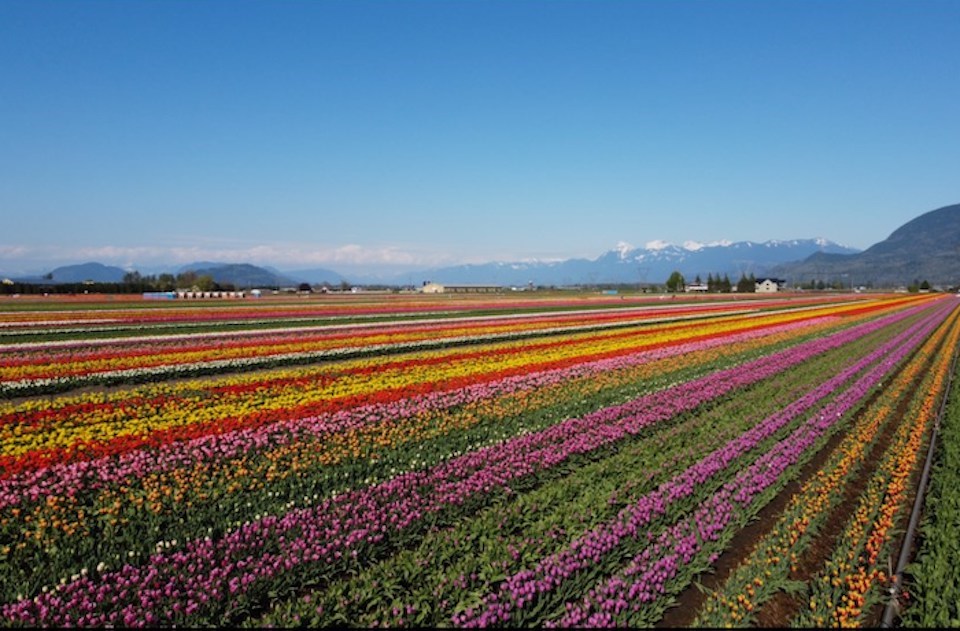 abbotsford-tulip-festival1