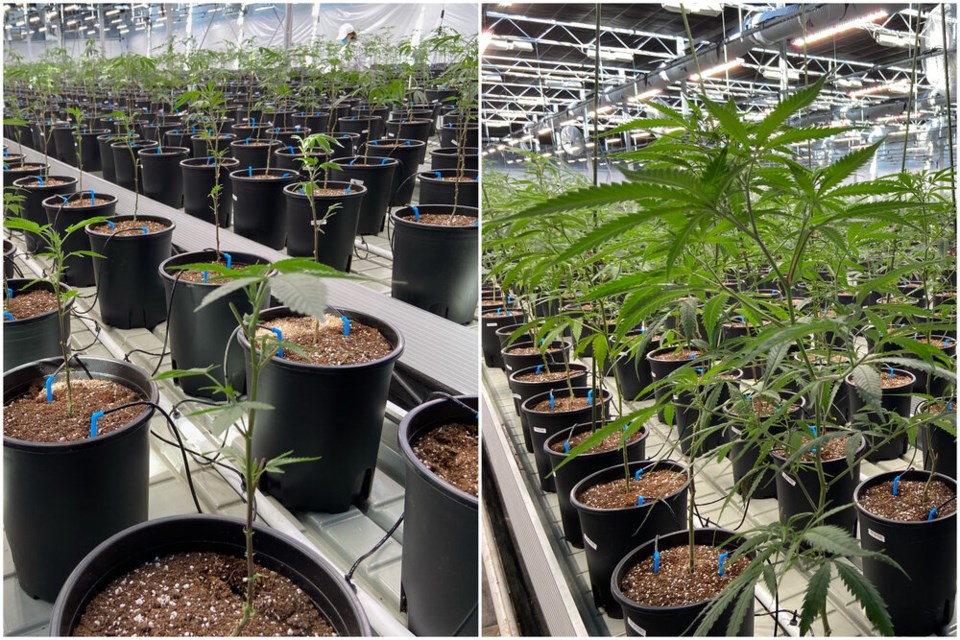 The recent heat wave that gripped the Pacific Northwest last week with record-breaking temperatures led to significant growth of cannabis plants at the Potanicals Green Growers Inc. greenhouses in Peachland, B.C.