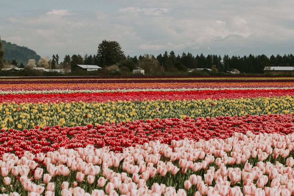 chilliwack-tulip-festival