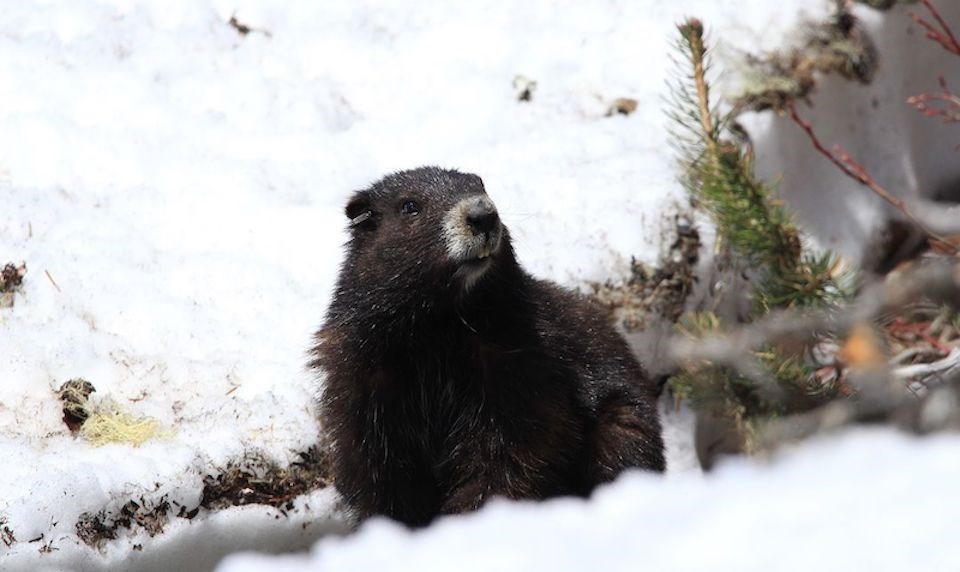 marmot-vancouver-island-violent