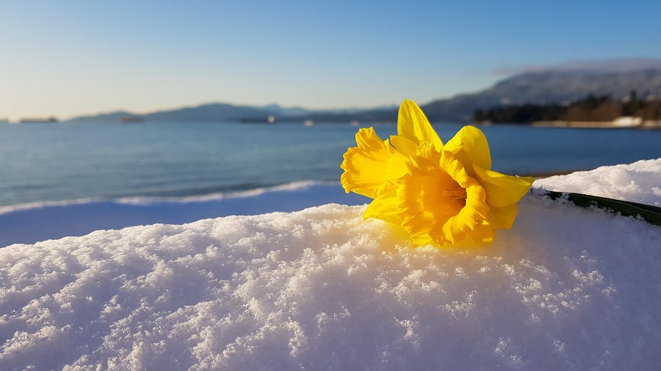 metro-vancouver-weather-forecast-fools-spring-january-2022