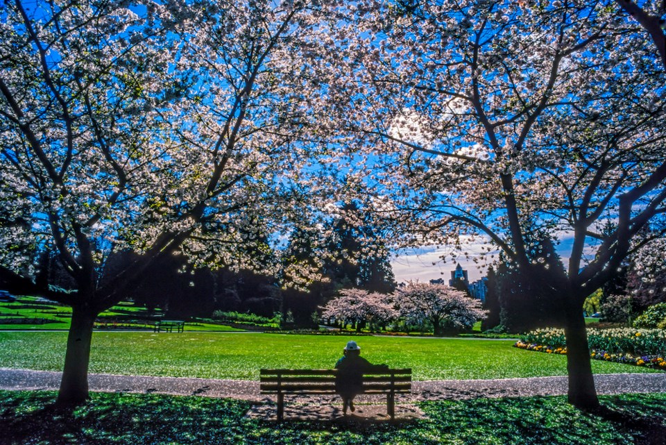 spring-cherry-blossoms-weather-vancouver-bc