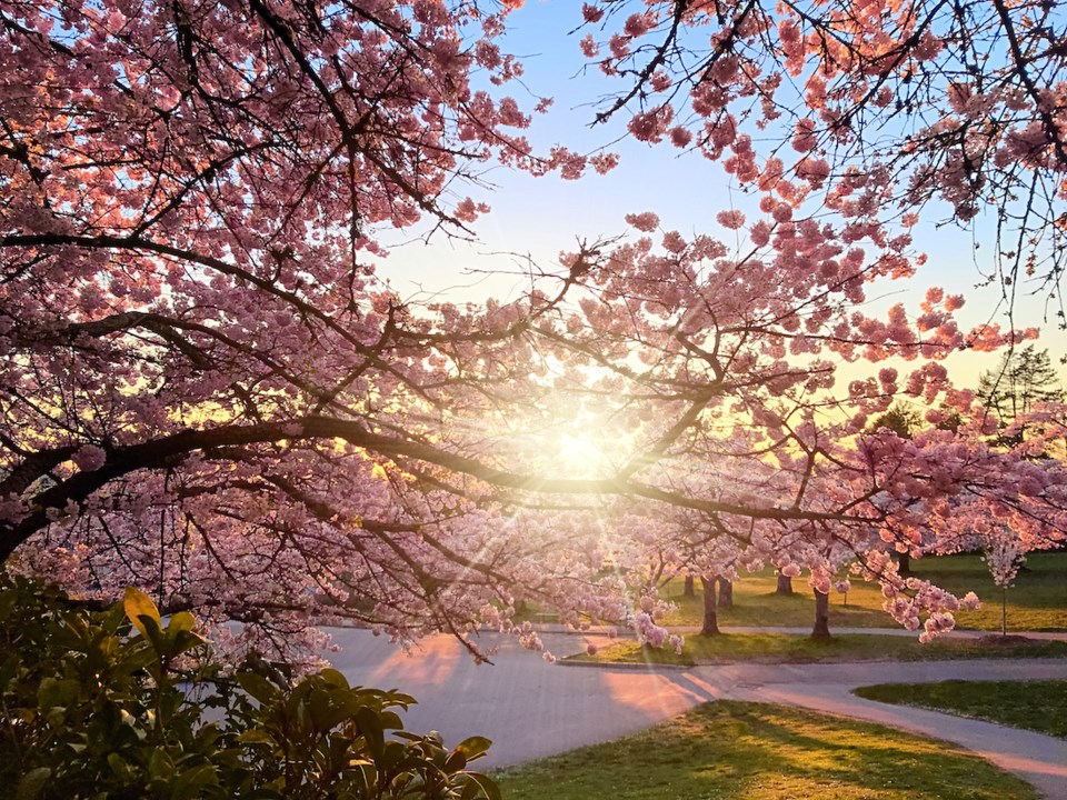 spring-sunshine-cherry-blossoms-queen-elizabeth-park-vancouver-bc