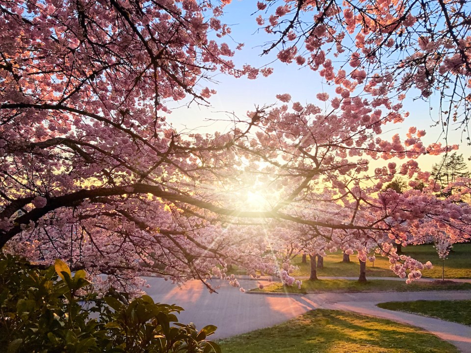 spring-sunshine-cherry-blossoms-queen-elizabeth-park-vancouver-bc