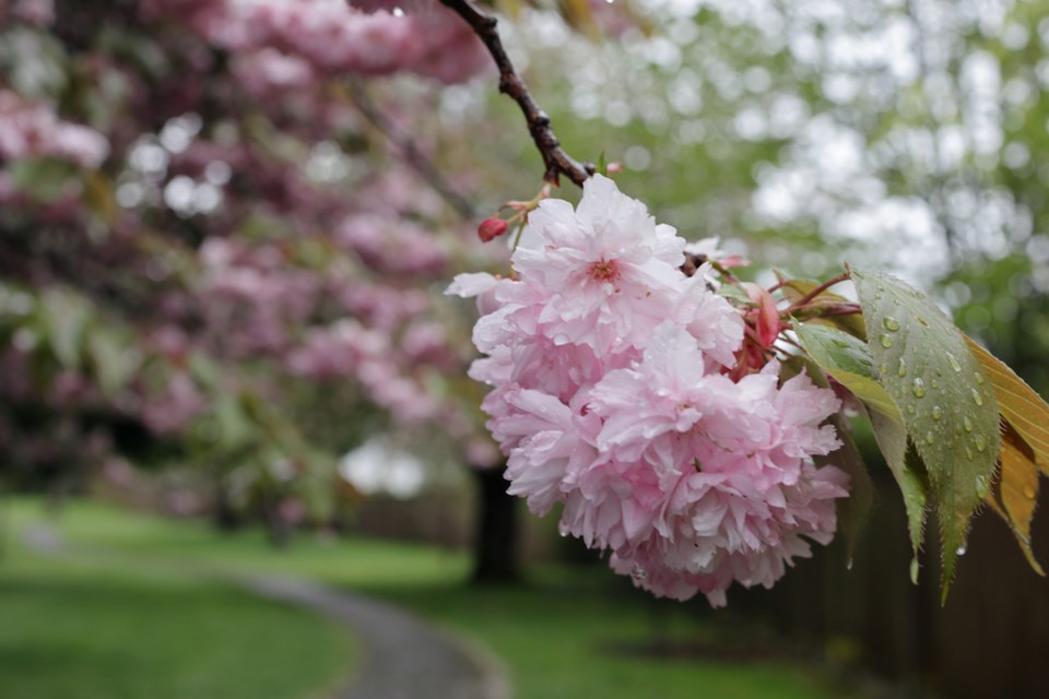 he Metro Vancouver weather forecast includes temperatures closer to seasonal averages and showers or rain for the seven-day period starting March 21, 2024.