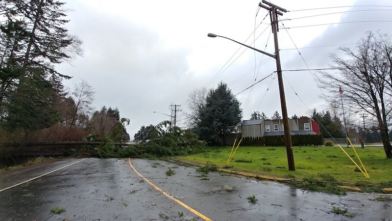 tree-down-bc-hyrdro-2021-storm-season-power-outages