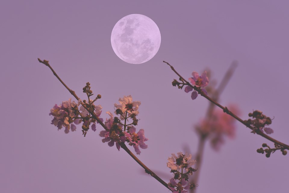 vancouver-pink-full-moon-april-2025