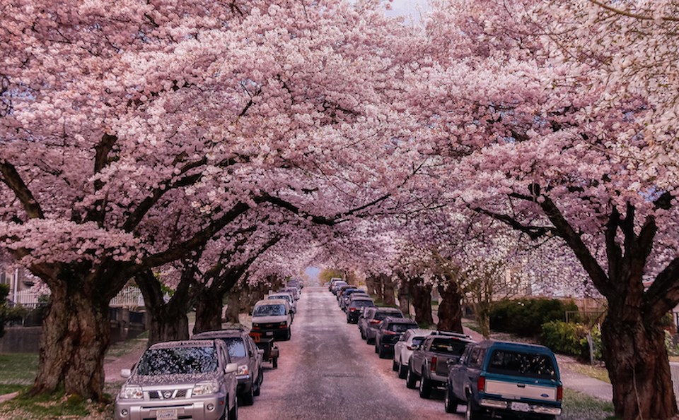 vancouver-weather-cherry-blossom-season-march-2023