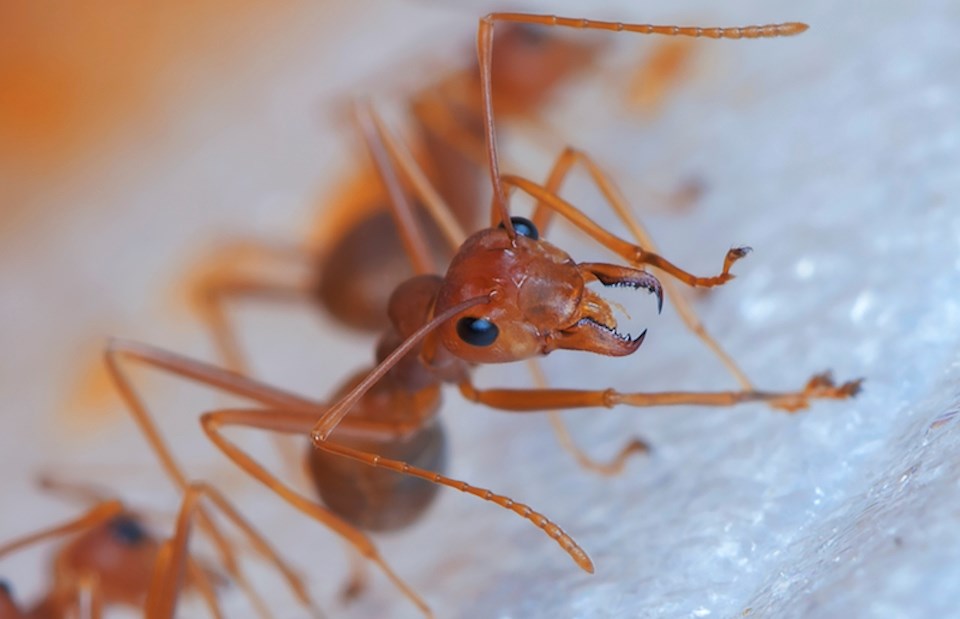 vancouver-weather-fire-ant