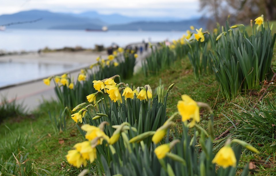 The Metro 鶹ýӳweather forecast includes a cold shift that could kill exposed flowers that have started blooming in places like English Bay in 2024.