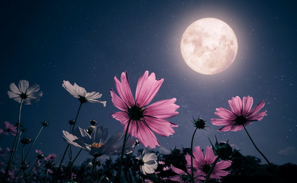 vancouver-weather-may-flower-moon-full-2024