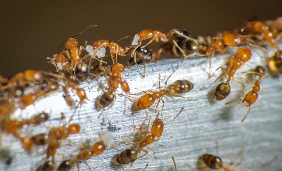 vancouver-weather-pharoah-ants-invasive-species-pest-control