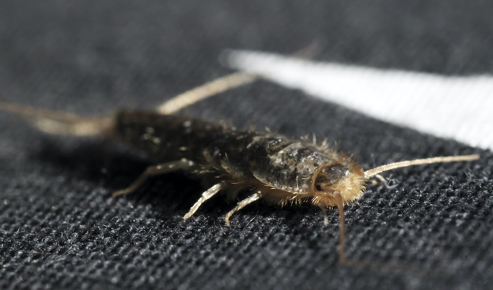 Invasive pests you might find in your Vancouver home in fall