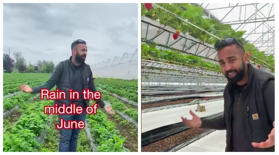 vancouver-weather-strawberries-maan-farms-june-2022