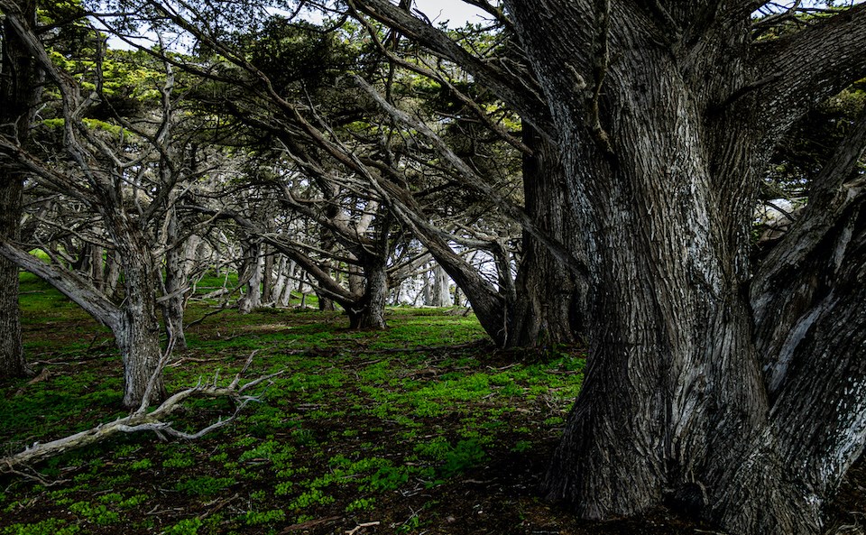 zombie-tree-vancouver-weather-2023