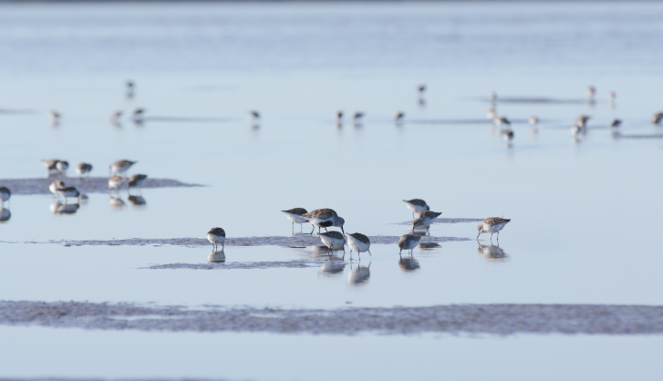 western-sandpipers-port-vancouver
