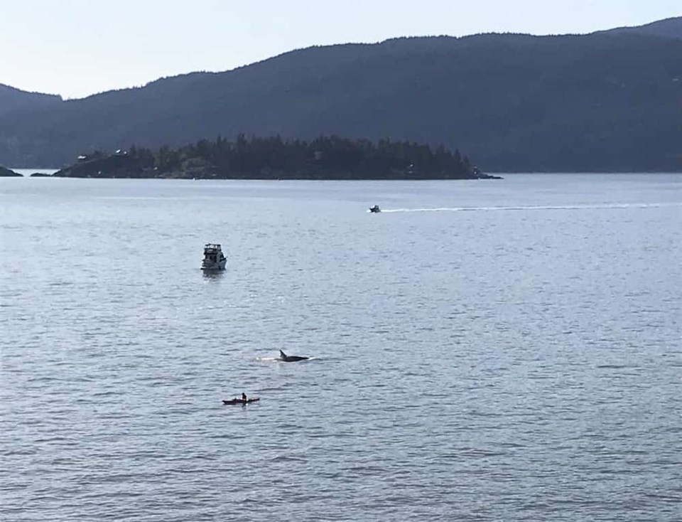 whale-near-kayaker