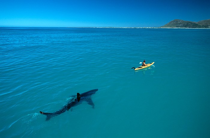 White Shark Kayak©Thomas Peschak