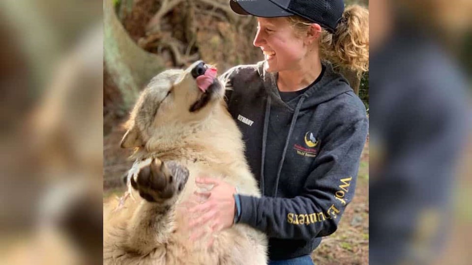 wolf-happy-tongue