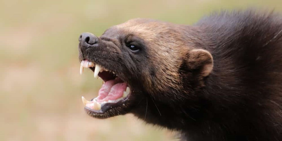 Here is why this fierce . animal is called the 'hyena of the north' (VIDEO) - Vancouver Is Awesome Here is why this fierce . animal is called the 'hyena of the north' (VIDEO) - Vancouver Is Awesome