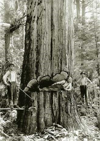 photo-hand-loggers1