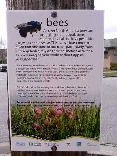 bees2