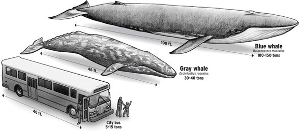 bluewhale2