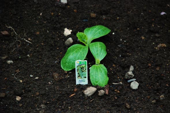 4gardenzucchini