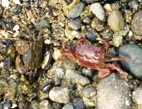 porteaucovecrabs