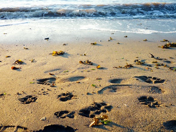 dogbeach2