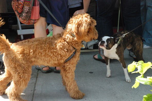 dogtowncarfree1