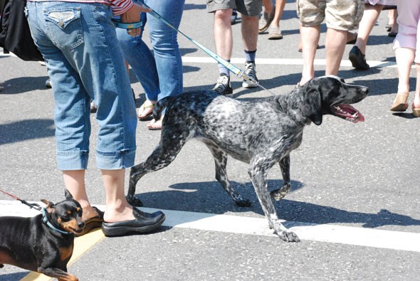 dogtowncarfree12