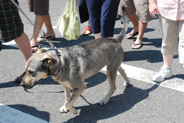 dogtowncarfree13