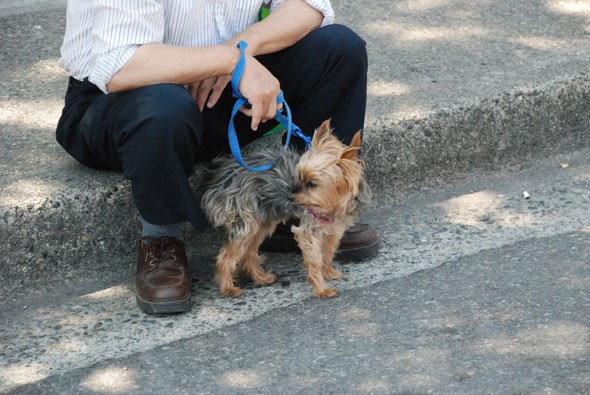 dogtowncarfree14