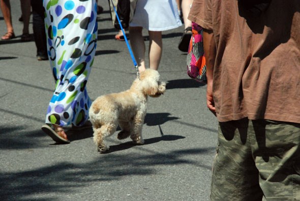 dogtowncarfree16