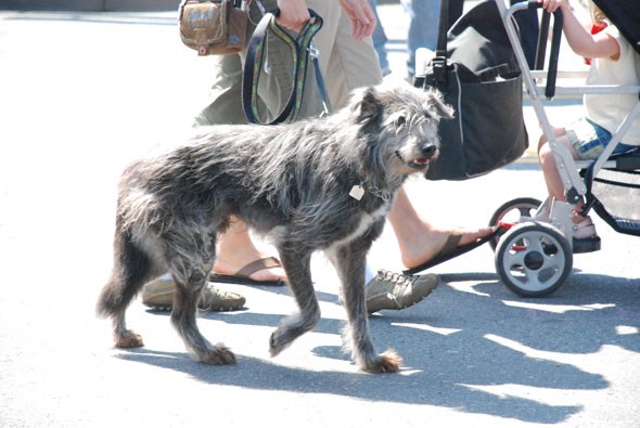 dogtowncarfree17