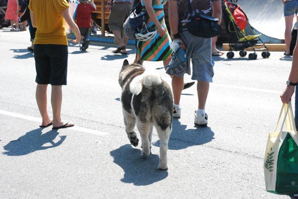 dogtowncarfree18