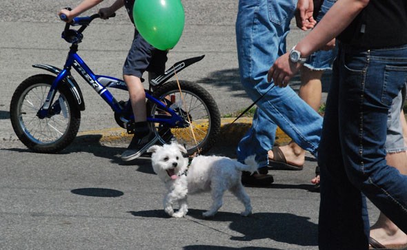 dogtowncarfree2