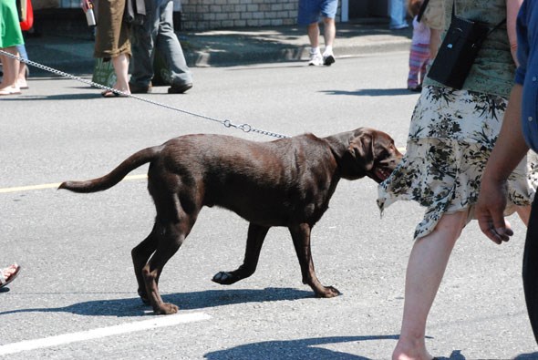 dogtowncarfree24